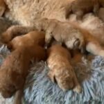 Miniature Labradoodles