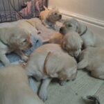 VIEWINGS WELCOME gorgeous golden retriever puppies