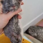 Maine Coon kitten