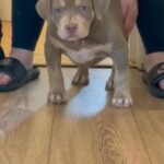 QUEEN X LOSO 2 FEMALES 1 MALE LEFT!