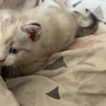 Sphynx X Bengal kitten