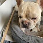 French bulldog pups