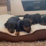 miniature dachshund