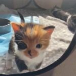 Calico tortoiseshell kitten