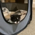 Adorable kitten