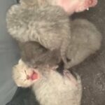 british shorthair kittens female & male
