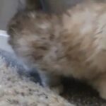 Full Breed Persian Chinchilla Kittens - Blue eyes Boys & Girl