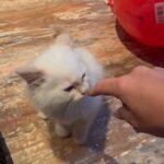 REDUCED flame point ragdoll boy