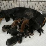 Daschunds puppies