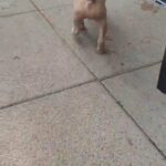 American bully puppies