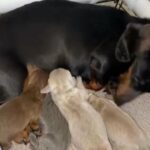 I have two beautiful dachshund male and female ready to leave now