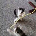 2 male kittens