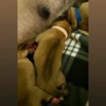 excellent perro de presa canario pups
