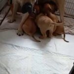 presa canario pups 2 males 4 females