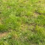smooth miniature dachshund puppies ready to leave