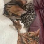 ?PURE SILVER TICA TOP QUALITY STUNNING BENGAL (ONO)?