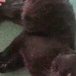 Sirius