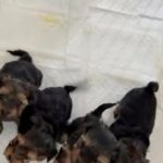 Yorkshire Terrier Puppies for sale