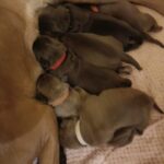 Cane Corso puppies born 20/05