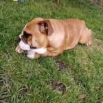 English bulldog female