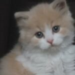 REGISTERED BLH bi colour