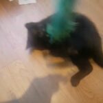 Two beautiful female kittens