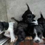 cocker spaniels