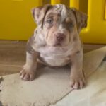 LOSO X QUEEN MALE?