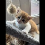 Cloud Ginger European Short Hair Male Kitten