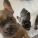 Fluffy,Isabella Carrier Pups