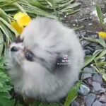 PURE QUALITY TOY POMERANIANS