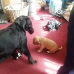 puppies at play