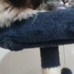 Ragdoll mix Persian kitten