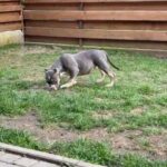 Female american bully