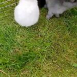 angora bunnies