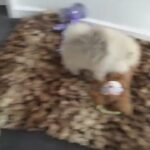 Quality Pomeranian puppies kc