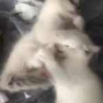 Ragdoll  Kittens show quality