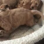 F1 Cocker Poo Puppies