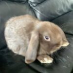 mini lop