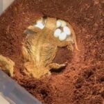 BABY BEARDED DRAGONS AVAILABLE FOR SALE