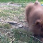 1 Teacup Pomeranian