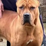 Male cane corso