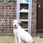 Abkc American bully