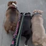 The 3 Musketeers are for sale