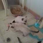 Ragdolls kittens