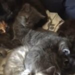Adorable Mixed Breed Polydactyl Kittens - Ready Now