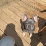 Frenchbulldog kc registered