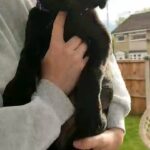 Cane Corso Champion Bloodline puppies ?
