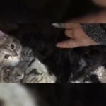 Adorable Mixed Breed Polydactyl Kittens - READY NOW