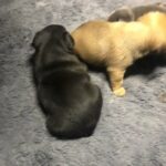 french bulldogs ready soon